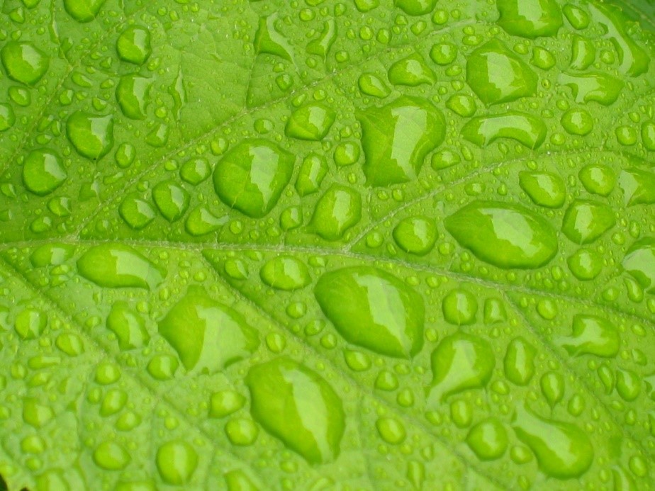 folha de planta com gotas de agua