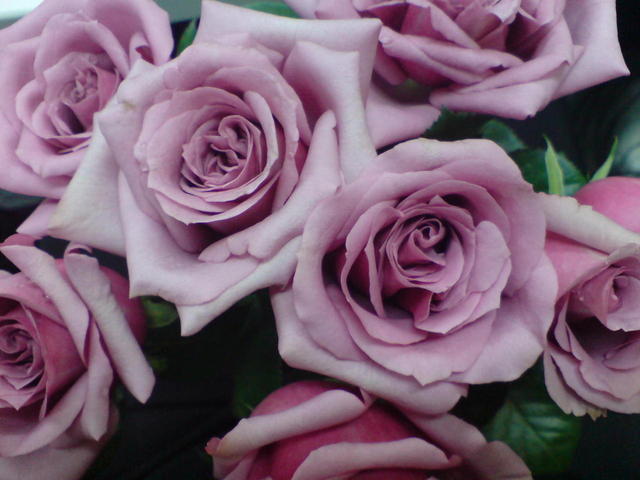 tons-pastel-rosas-natureza